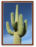 Picture of a Cactus